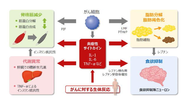 家畜血液図説 がん悪液質の詳細メカニズム | ONO MEDICAL NAVI － 小野薬品